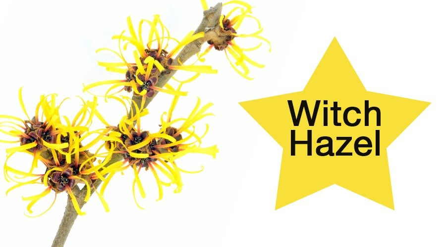 Khám phá công dụng tuyệt vời của Witch Hazel (chiết xuất cây phỉ) với làn da