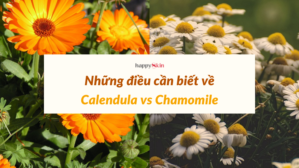 Những điều cần biết về hoa cúc Calendula và Chamomile