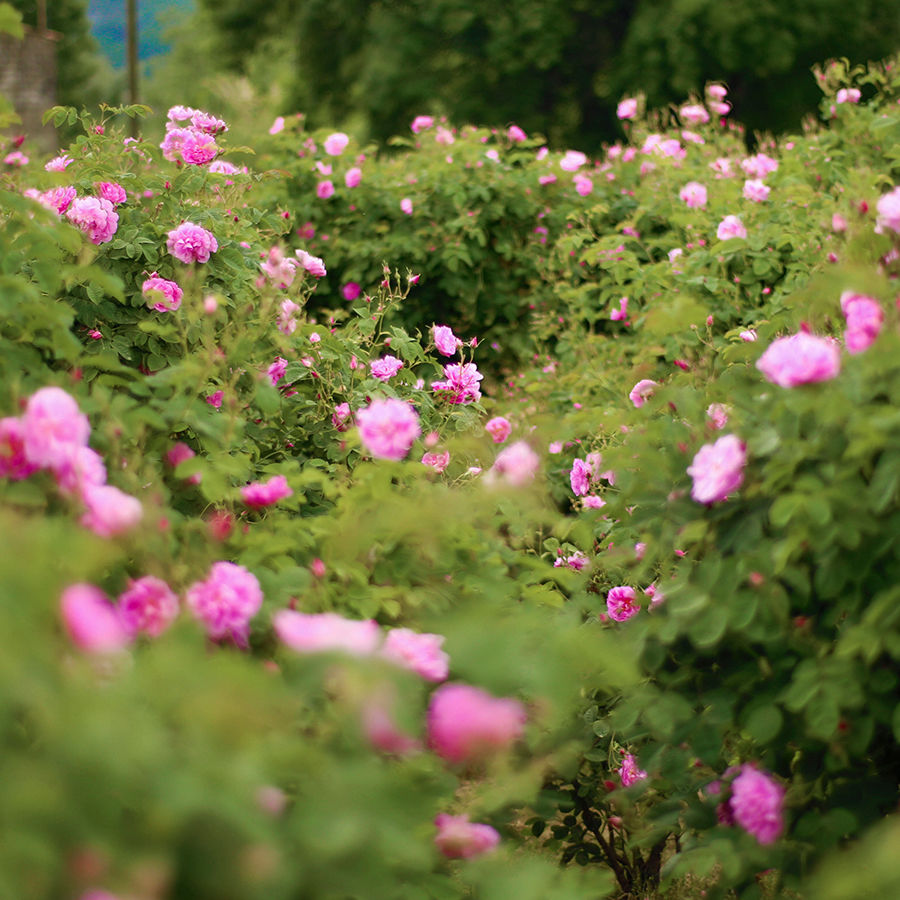 Aroma Zone Hydrolat Pur Rose de Mai Emmie by HappySkin — free download