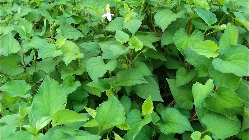 Thành Phần Và Công Dụng Của Rau Diếp Cá