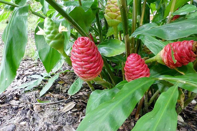 Đặc Điểm Thú Vị Về Cây Gừng