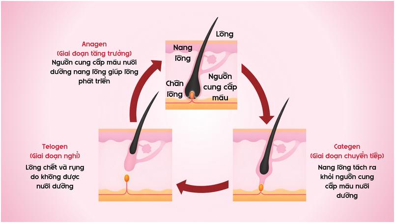Máy triệt lông sapphire