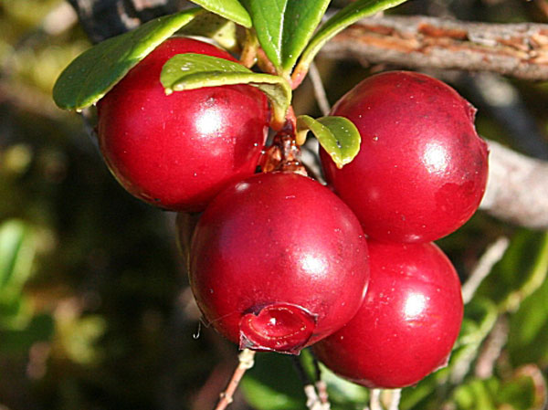 7 Thành Phần Tự Nhiên Làm Trắng Da